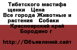  Тибетского мастифа щенки › Цена ­ 10 000 - Все города Животные и растения » Собаки   . Красноярский край,Бородино г.